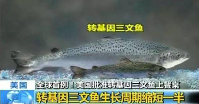 转基因鱼，科技与自然的奇妙融合